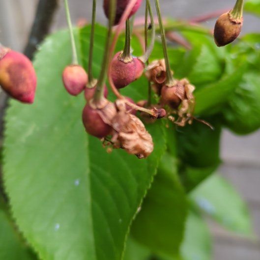 Photo of the plant species Sweet Cherry by @AbleWaterwheel named Denali on Greg, the plant care app