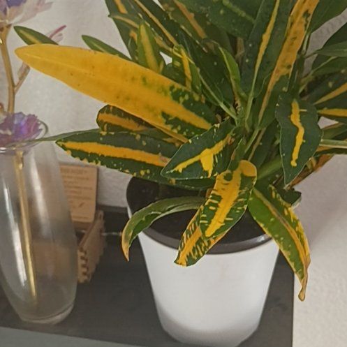 Photo of the plant species Sunny Star Croton by @PerkySpangletop named Dolores on Greg, the plant care app