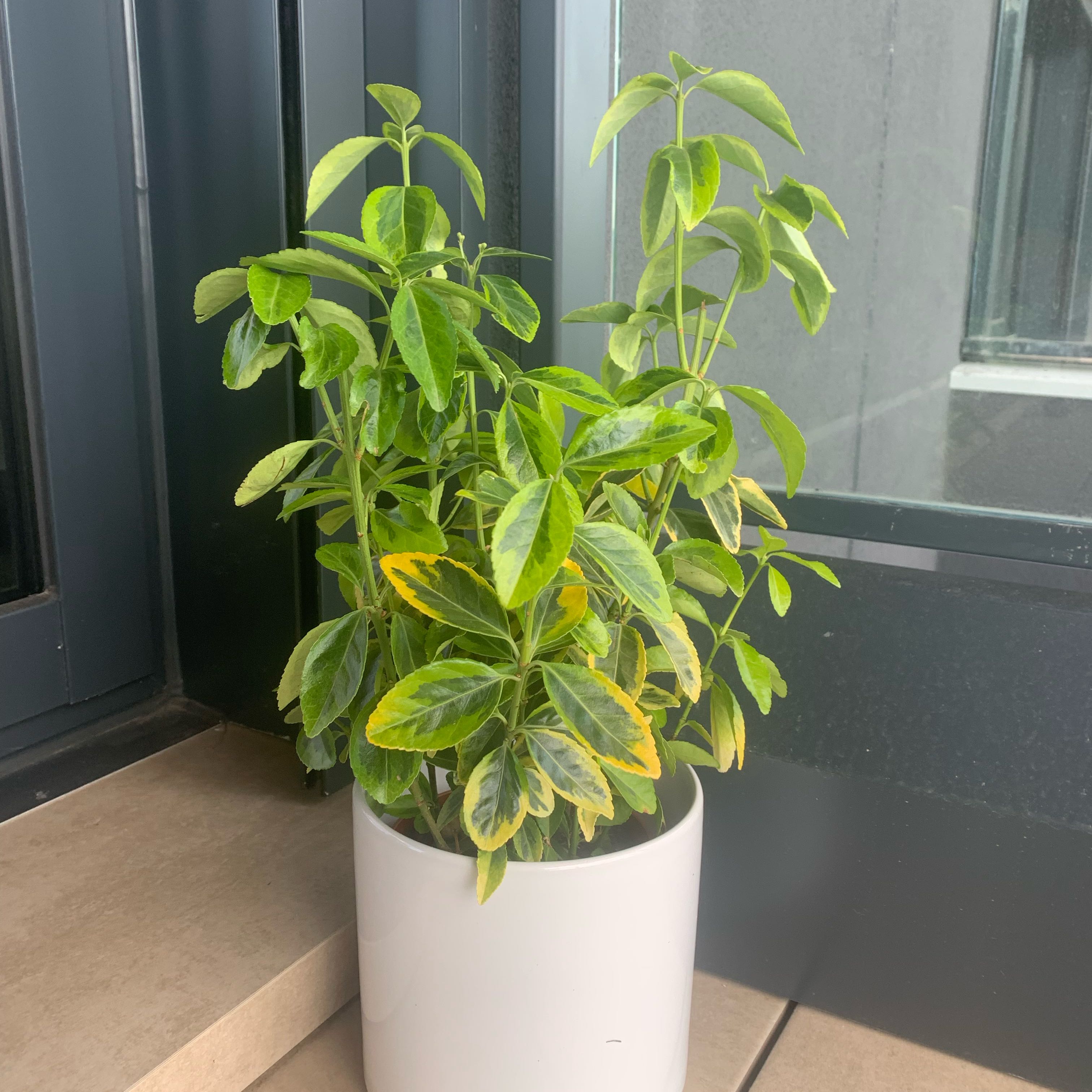 Photo of the plant species golden euonymus by @WittyTreemallow named Sunflare on Greg, the plant care app