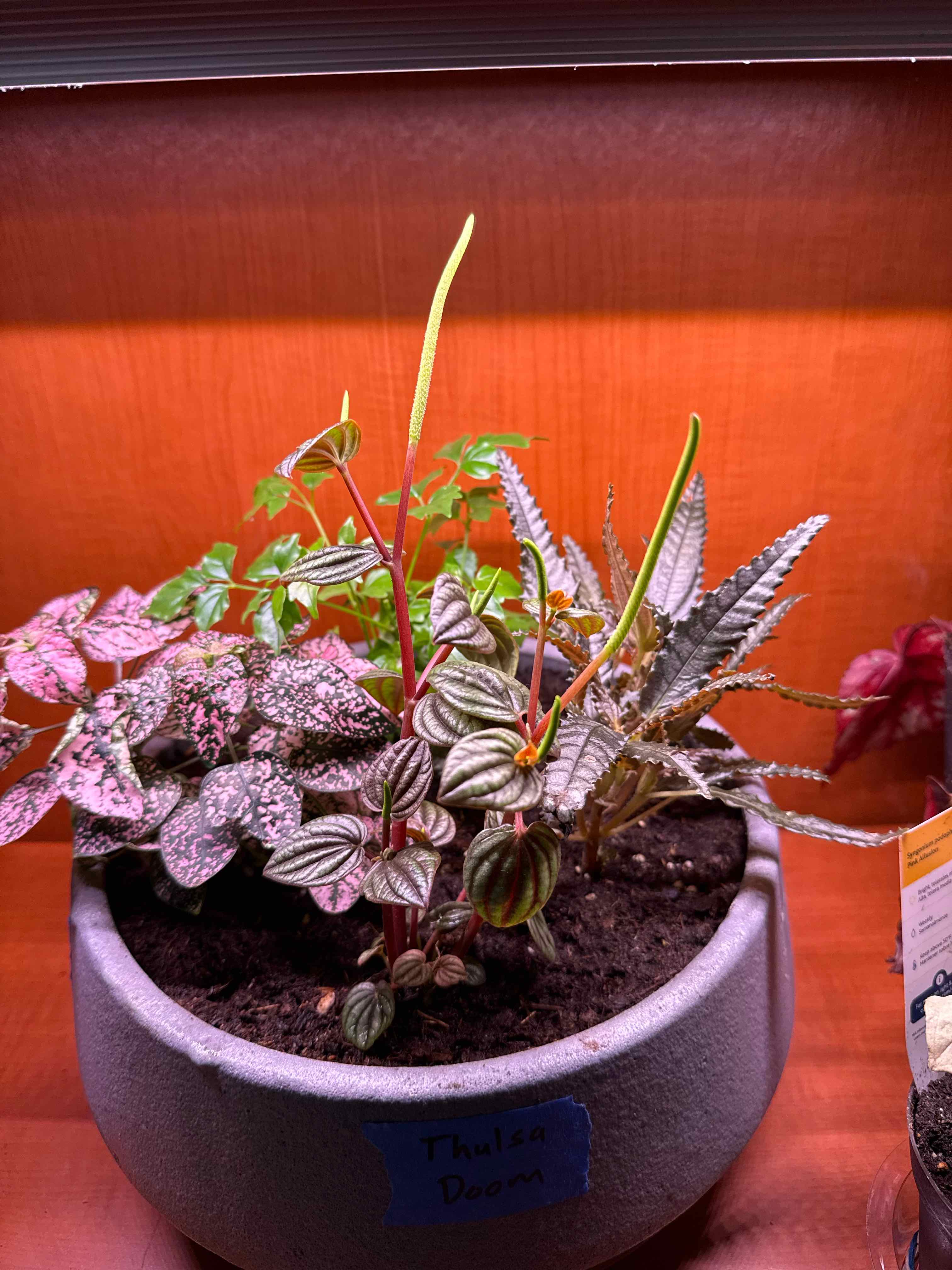 Photo of the plant species Peperomia piccolo banda by @ShinTimeLord named Thulsa Doom on Greg, the plant care app