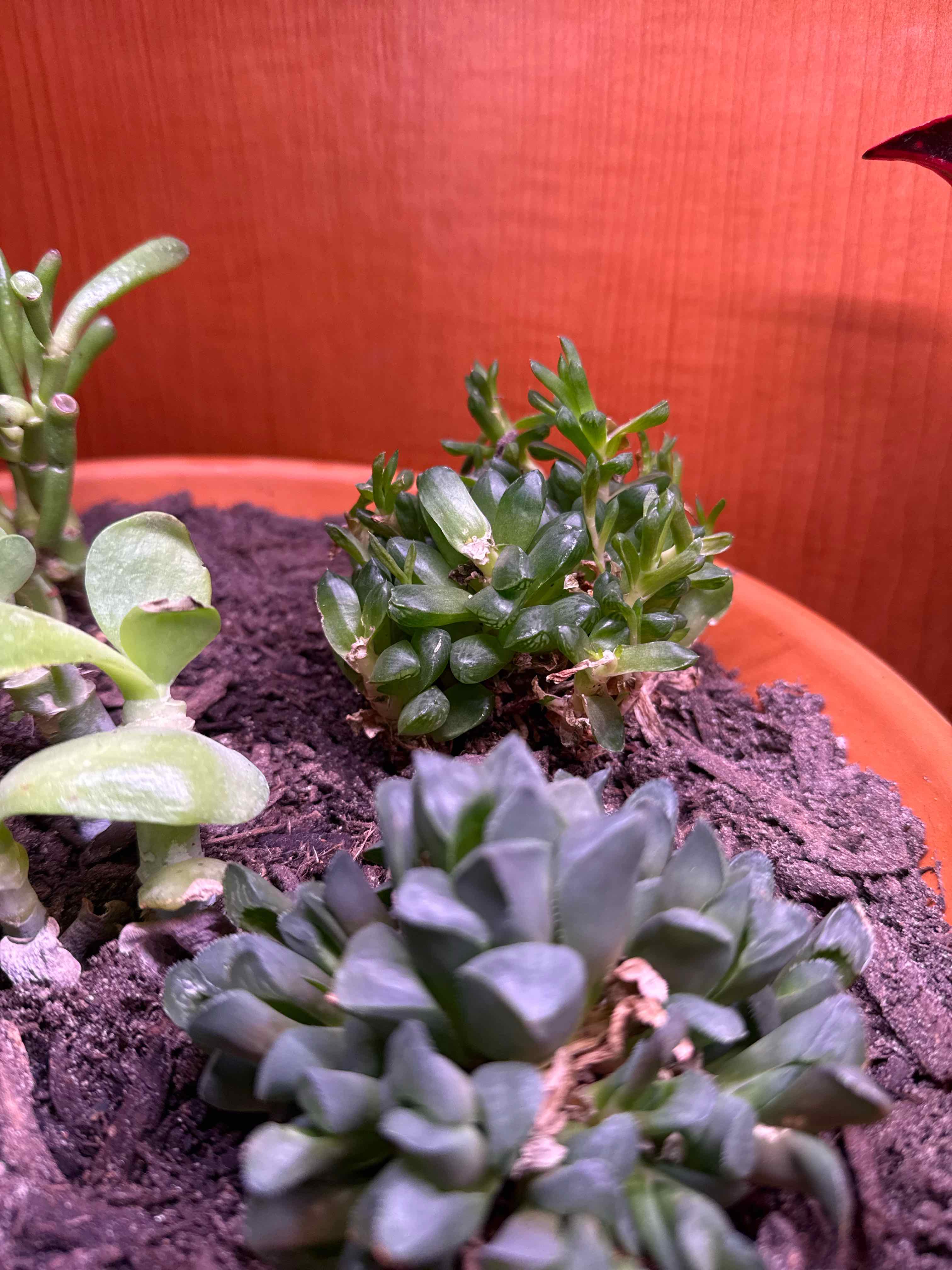 Photo of the plant species Variegated Cathedral Window Haworthia by @ShinTimeLord named G-Force on Greg, the plant care app