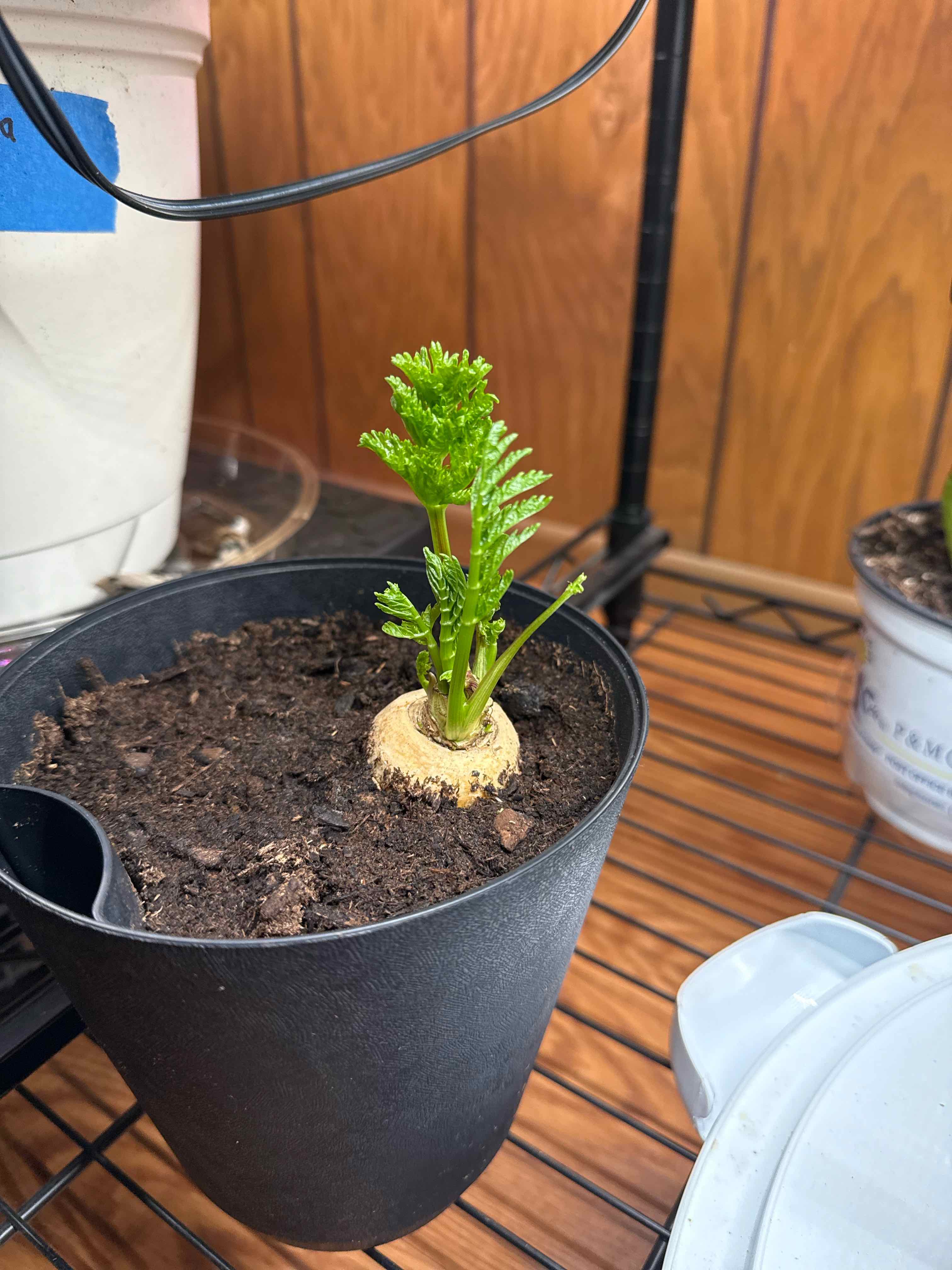 Photo of the plant species Pacific Parsnip by @ShinTimeLord named Kobald Parsnip on Greg, the plant care app