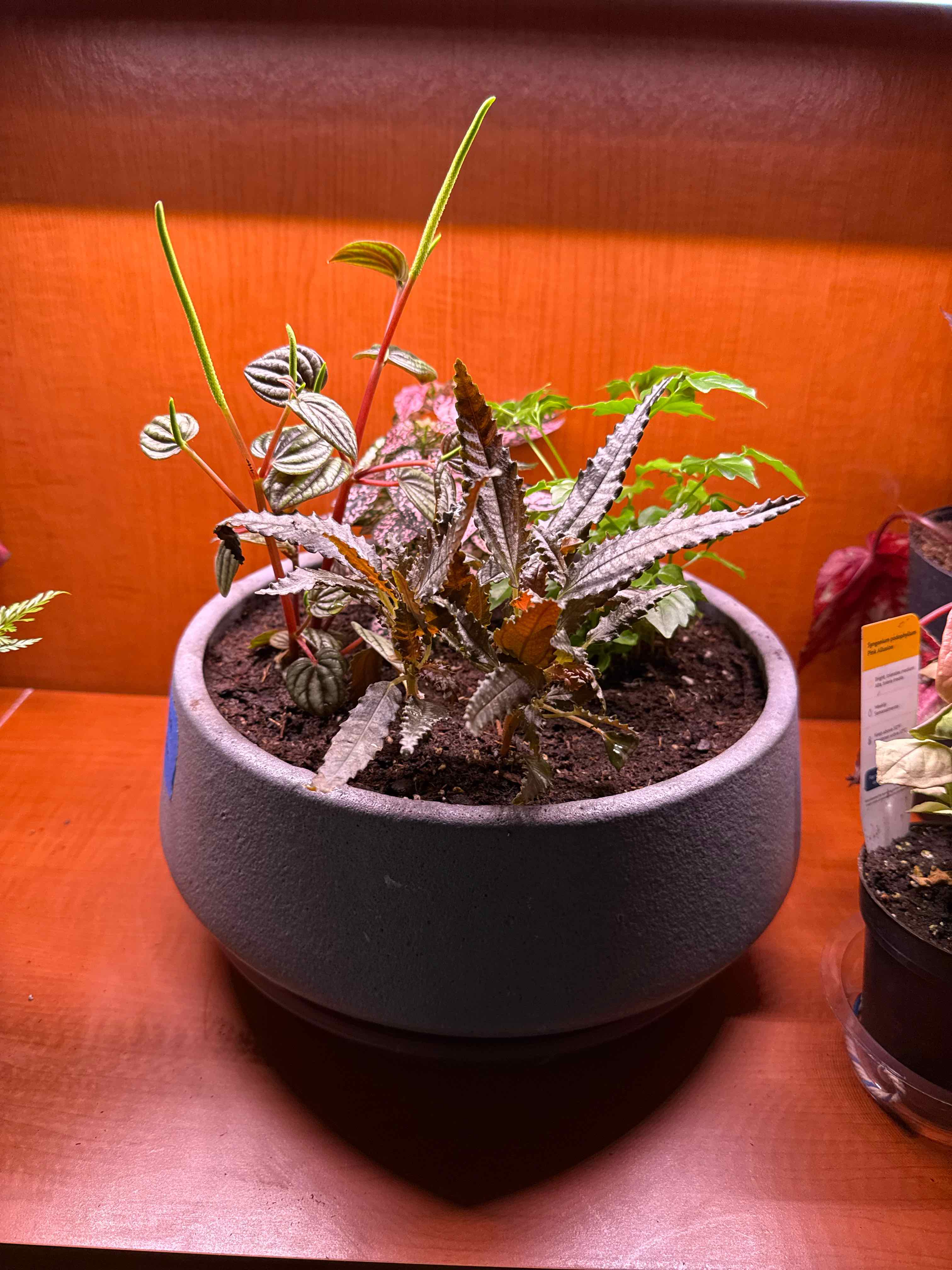 Photo of the plant species Pilea 'Black Mystery' by @ShinTimeLord named Gerald Tarrant on Greg, the plant care app