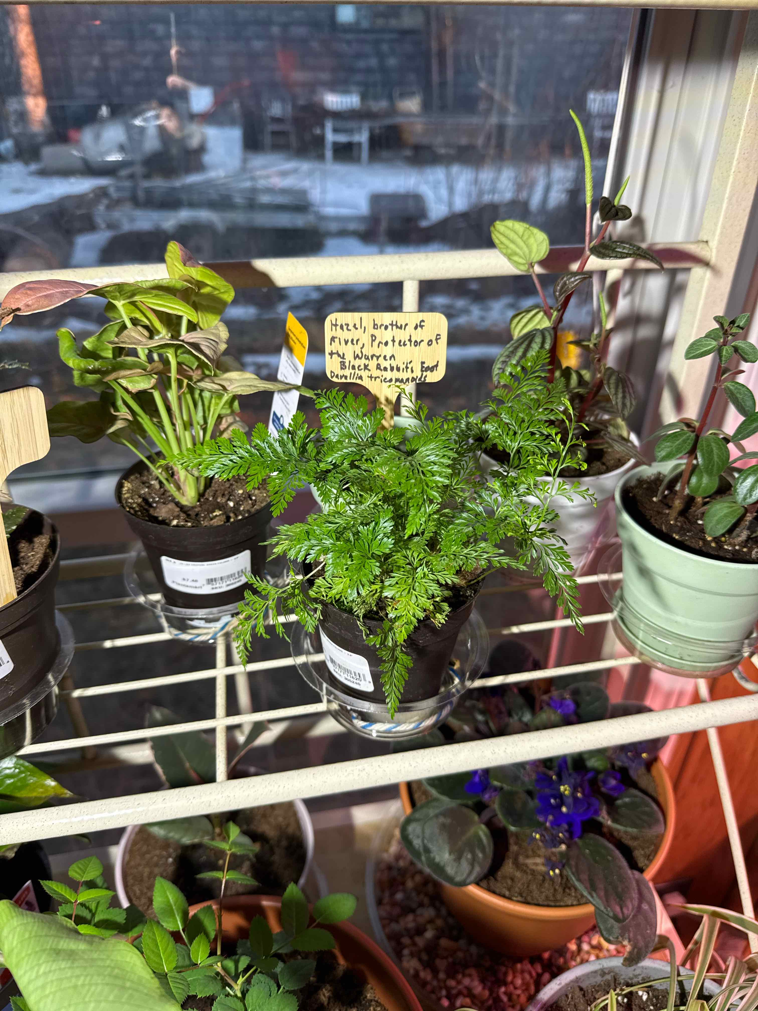 Photo of the plant species Black Rabbit's Foot by @ShinTimeLord named Hazel, brother of Fiver, Protector of the Warren on Greg, the plant care app