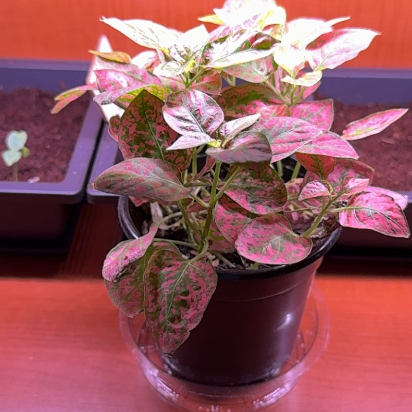 Photo of the plant species Pink Hypoestes by @ShinTimeLord named Maya on Greg, the plant care app