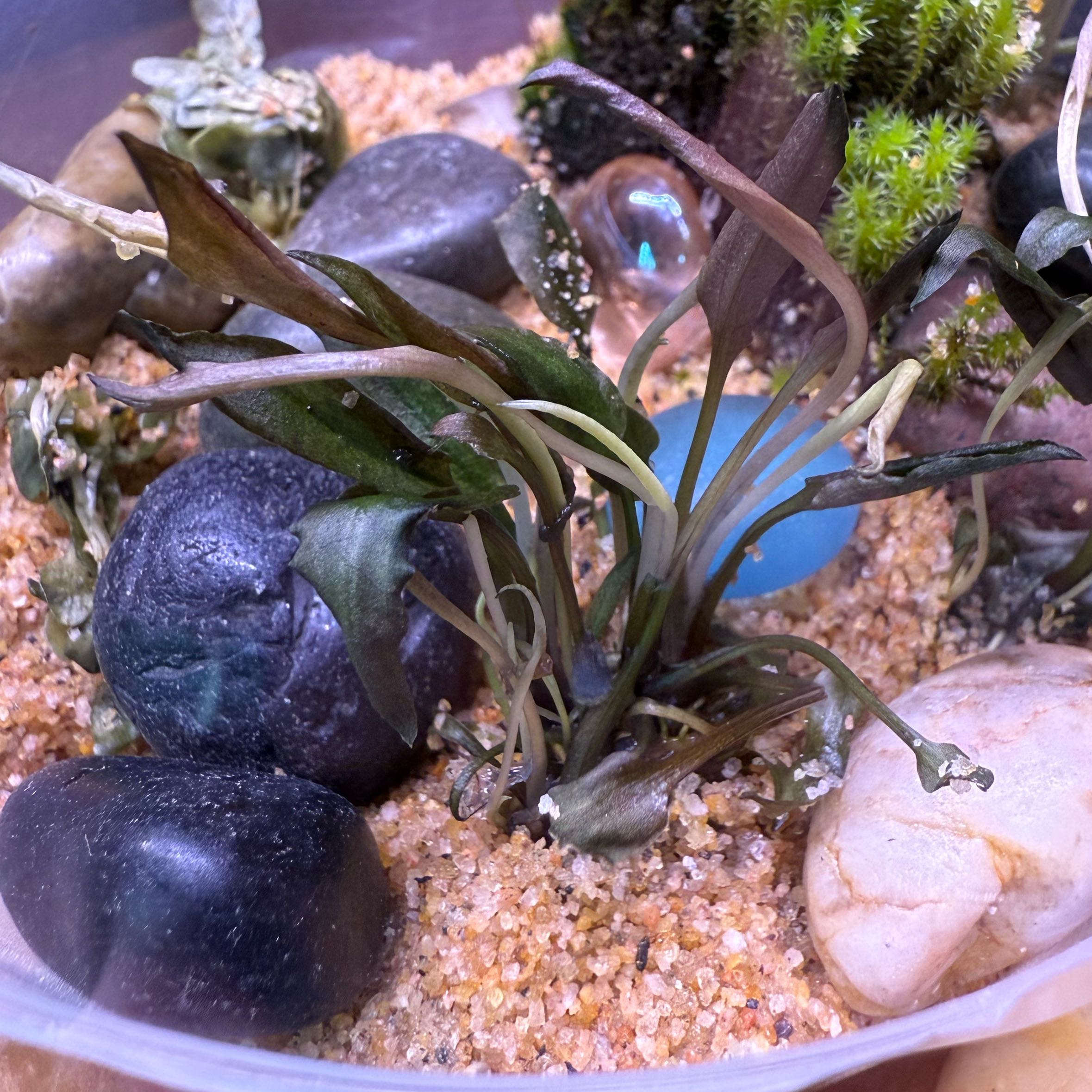 Plant care for Cryptocoryne Walkeri on Greg, the plant care app