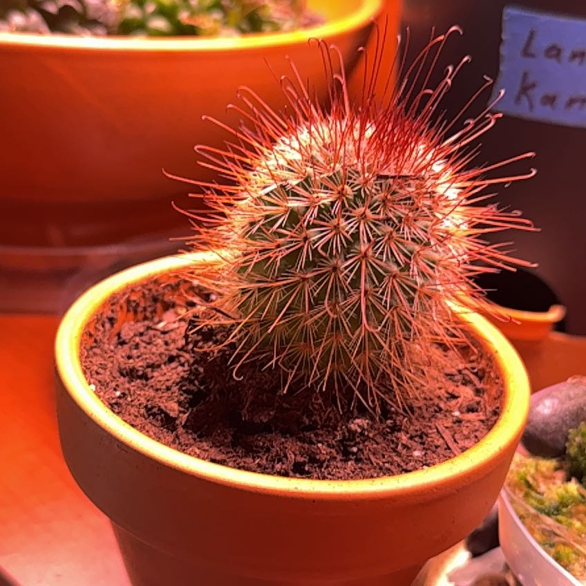 Photo of the plant species Red-Headed Irishman Cactus by @ShinTimeLord named Daphne on Greg, the plant care app