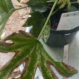 Photo of the plant species Devil's trumpet by @PrimaryViolet46 named James Dean on Greg, the plant care app