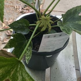 Photo of the plant species Sticky Sage by @PrimaryViolet46 named Ulysses S Plant on Greg, the plant care app