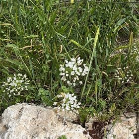 Photo of the plant species Cuckooflower by @GrandCatnip46 named Peter Parker on Greg, the plant care app