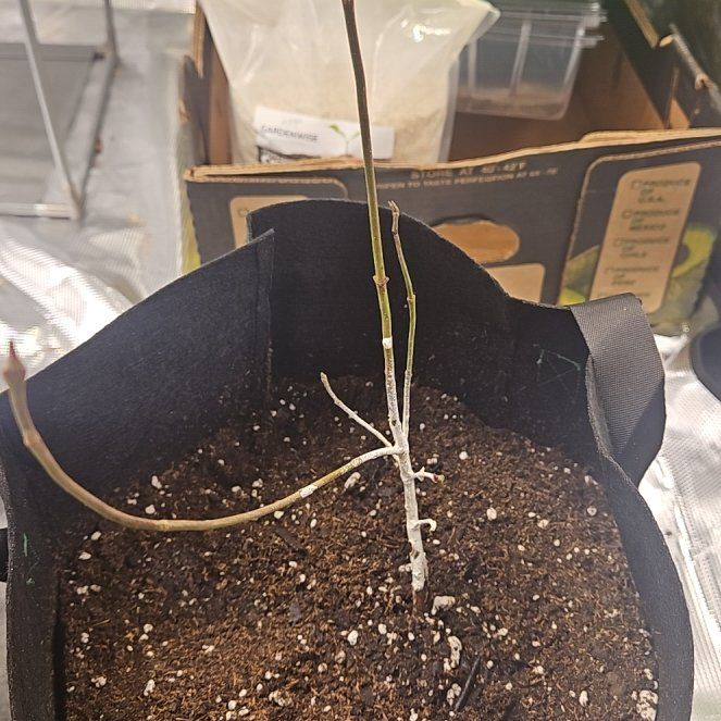 Photo of the plant species Dogwood by @citrusgrowguy named Jordan on Greg, the plant care app