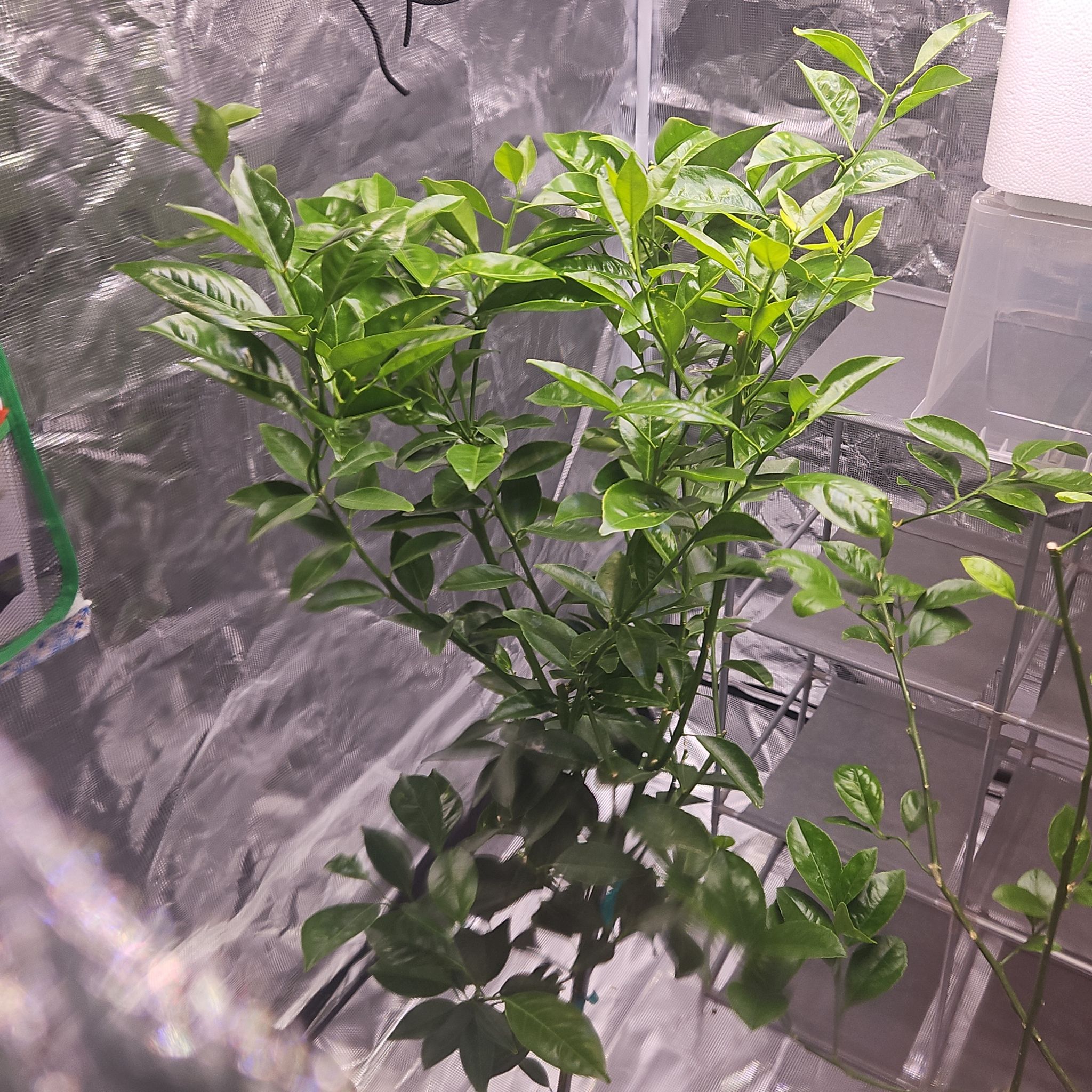 Photo of the plant species Dancy Tangerine Tree by @citrusgrowguy named Zack on Greg, the plant care app