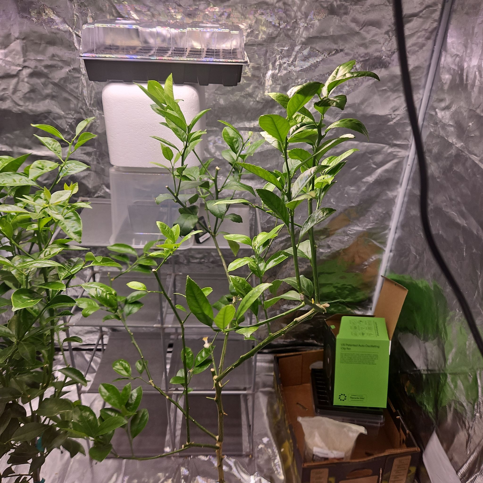 Photo of the plant species Meyer Lemon Tree by @citrusgrowguy named mya on Greg, the plant care app