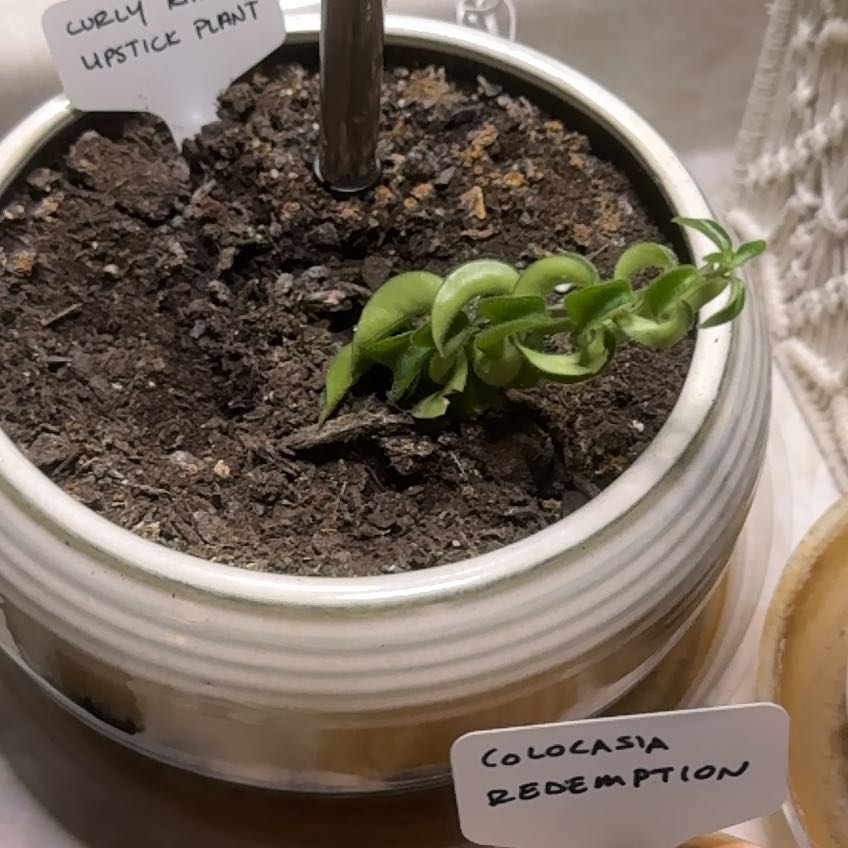Photo of the plant species Curly Rasta Lipstick by @FastChainplant named Plato on Greg, the plant care app