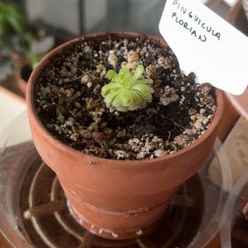 Photo of the plant species pingucula by @FastChainplant named Spike Leaves on Greg, the plant care app