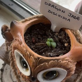 Photo of the plant species Dragon Jade Dischidia by @FastChainplant named Gates on Greg, the plant care app