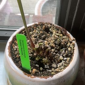 Photo of the plant species Velvet Pitcher Plant by @FastChainplant named Fernie Mac on Greg, the plant care app