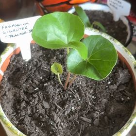 Photo of the plant species Farfugium 'Bumpy Ride' by @FastChainplant named McKinley on Greg, the plant care app