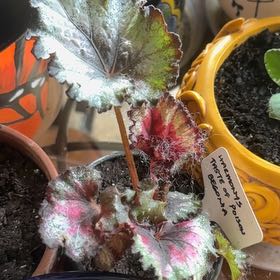 Photo of the plant species Rex Begonia 'Harmony's Taste of Poison' by @FastChainplant named Scarlett on Greg, the plant care app