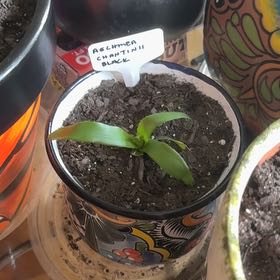 Photo of the plant species Amazonian Zebra Plant by @FastChainplant named Fernie Saunders on Greg, the plant care app