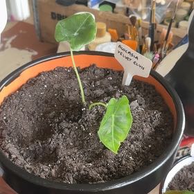 Photo of the plant species Alocasia Velvet Elvis by @FastChainplant named Bruce Lee on Greg, the plant care app