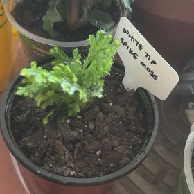 Photo of the plant species White Tip Spikemoss by @FastChainplant named Sherlock on Greg, the plant care app