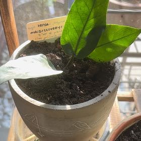 Photo of the plant species Hoya Macgregorii by @FastChainplant named Anne on Greg, the plant care app