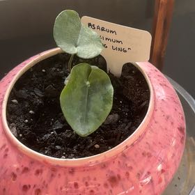 Photo of the plant species Panda Face Ling Ling Ginger - by @FastChainplant named Orwell on Greg, the plant care app
