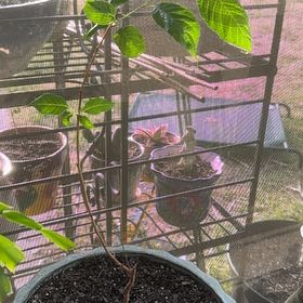 Photo of the plant species Dwarf Yoshino Cherry Tree by @FastChainplant named Iroh on Greg, the plant care app
