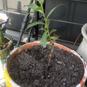 Photo of the plant species Pink Pussy Willow by @FastChainplant named Fernie Mercury on Greg, the plant care app