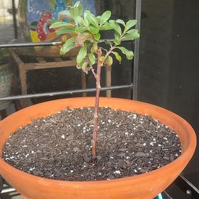 Photo of the plant species Pink Pussy Willow by @FastChainplant named Lavender on Greg, the plant care app