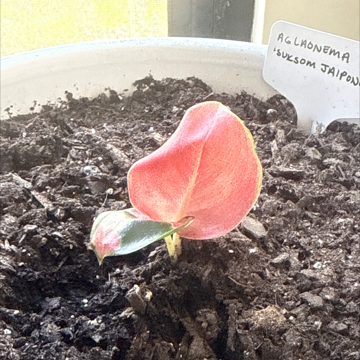 Photo of the plant species Suksom Jaipong Aglaonema by @FastChainplant named Shakira on Greg, the plant care app