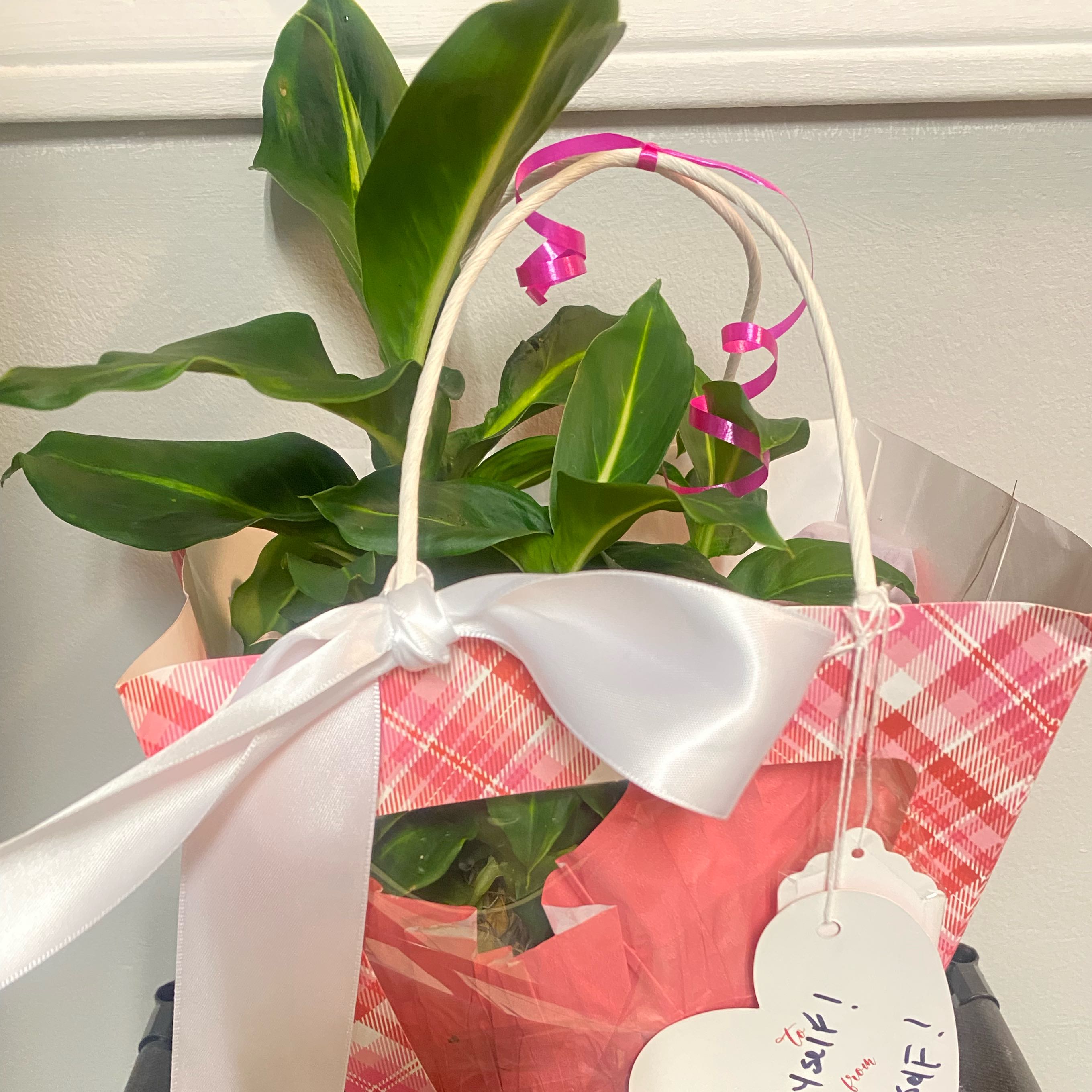 Photo of the plant species dumb canes by @ZealRoyalteeivy named Hamilton on Greg, the plant care app