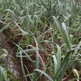 Photo of the plant species Leeks by @YokeGymnosperma named Sahara on Greg, the plant care app