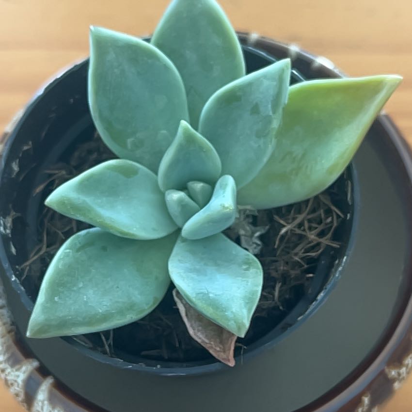 Photo of the plant species Varigated Tituban by @GiddyPitayita17 named Kloe on Greg, the plant care app
