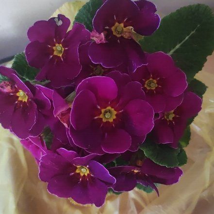 Photo of the plant species Primula Vulgaris by @BabyHardpine37 named primogem on Greg, the plant care app