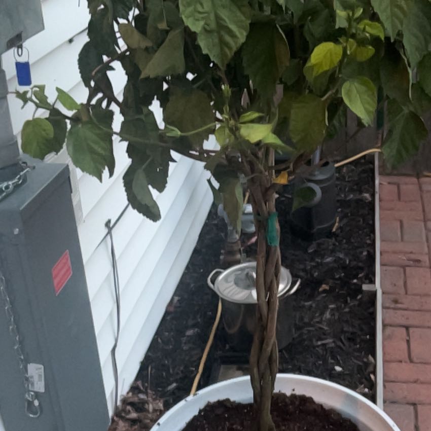 Photo of the plant species Lipsticktree by @SirBlueech58 named Marley on Greg, the plant care app