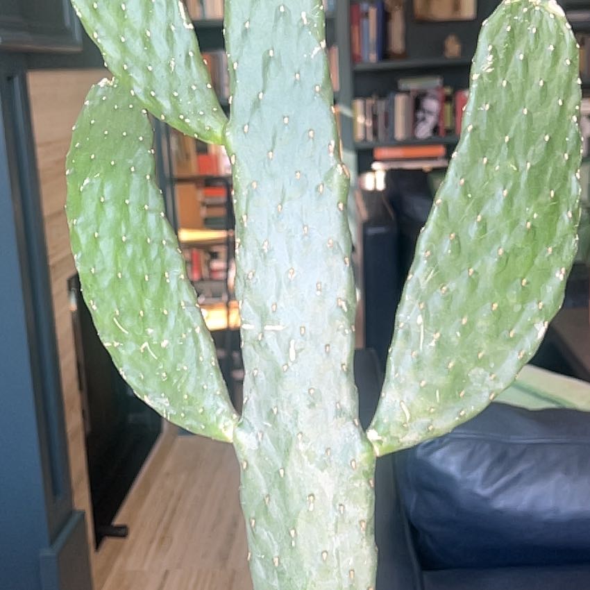 Photo of the plant species Caribbean Tree Cactus by @DearPothos63 named Lola on Greg, the plant care app
