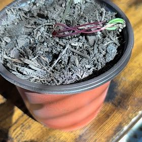 Photo of the plant species Rainbow Swiss Chard by @ArdentAsarina92 named Athena on Greg, the plant care app