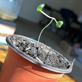 Photo of the plant species Calabrese Broccoli by @ArdentAsarina92 named Messi on Greg, the plant care app