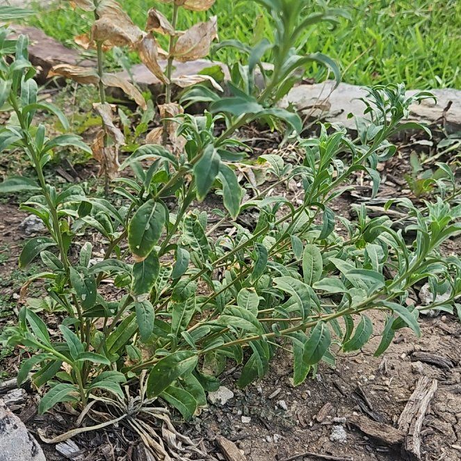 Photo of the plant species Chinese Wolfberry by @tripleJ named Scarlett on Greg, the plant care app