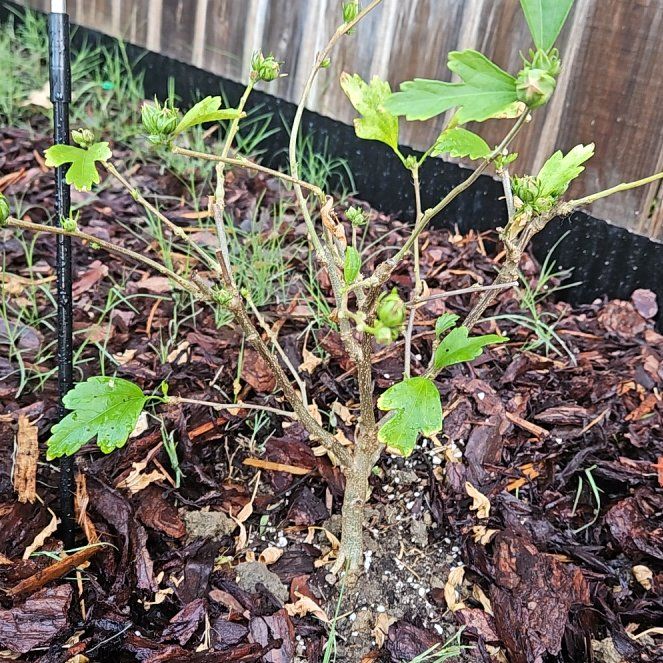 Photo of the plant species Blue Chiffon Rose of Sharon by @tripleJ named Tupot amaroot on Greg, the plant care app