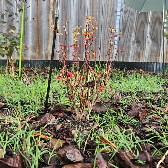 Photo of the plant species Orange Rocket Barberry by @tripleJ named Bieber on Greg, the plant care app
