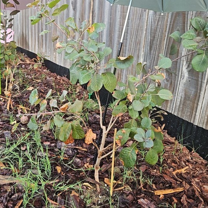 Plant care for Brazilian Peppertree on Greg, the plant care app