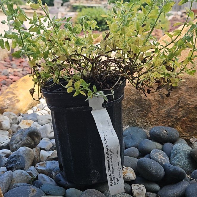 Photo of the plant species Catmint 'Kit Cat' by @tripleJ named Treeyoncé on Greg, the plant care app