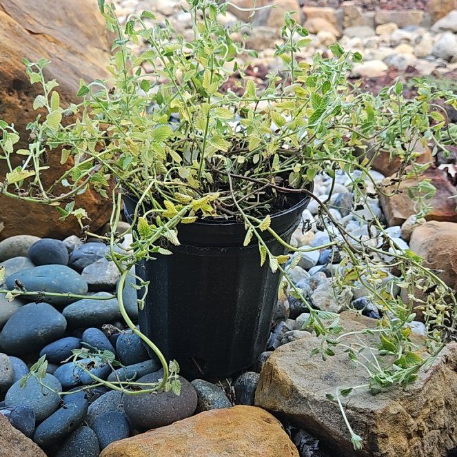 Photo of the plant species Catmint 'Kit Cat' by @tripleJ named Mando on Greg, the plant care app