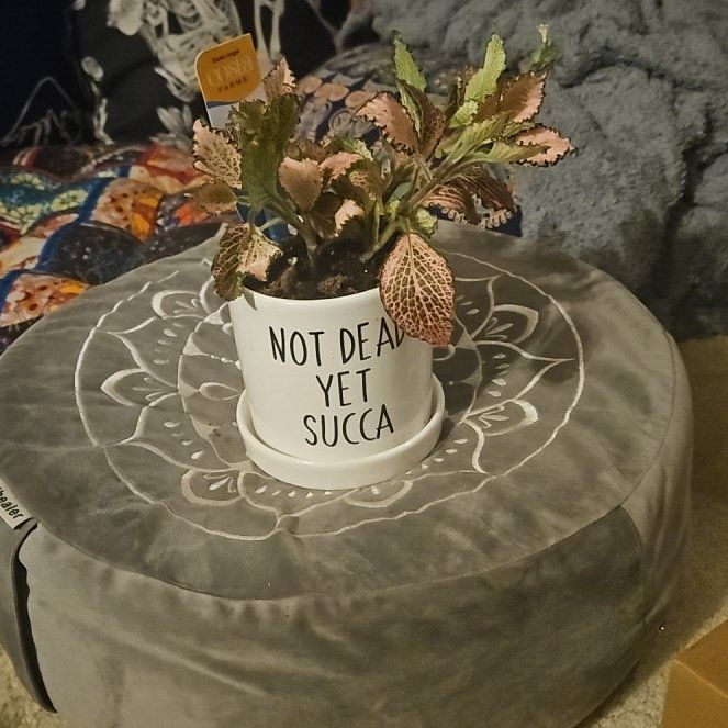 Photo of the plant species Pink Hybrid Nerve Plant by @tripleJ named McKinley on Greg, the plant care app