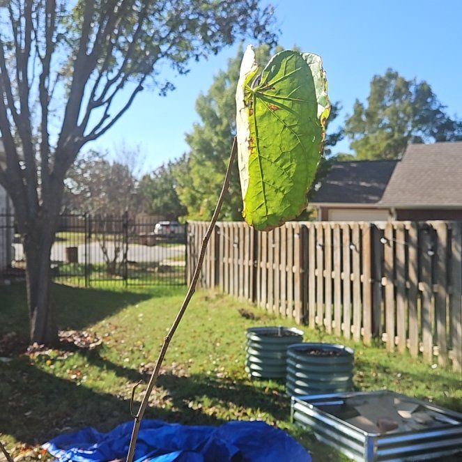 Photo of the plant species Eastern Redbud 'Flame' by @tripleJ named Lebron on Greg, the plant care app