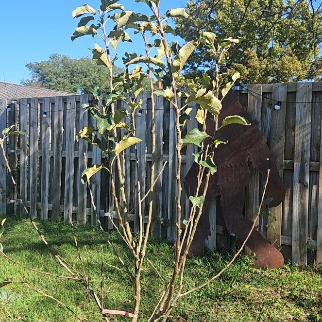 Photo of the plant species Anna Apple by @tripleJ named Captain Plant-it on Greg, the plant care app