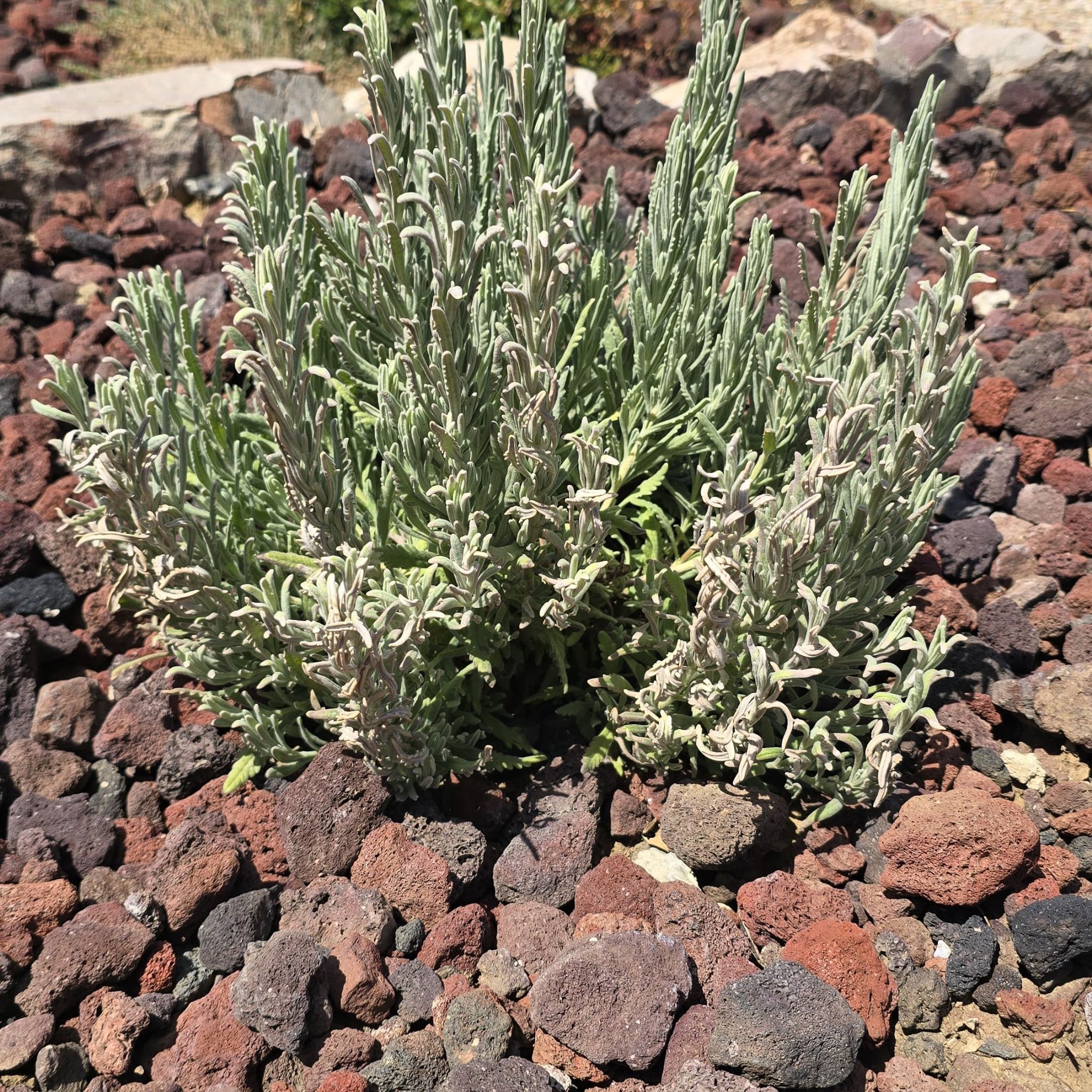 Photo of the plant species Goodwin Creek Lavender by @tripleJ named Stella on Greg, the plant care app